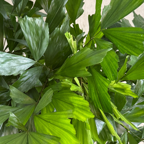 Caryota